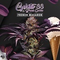 French Macaron (T.H.Seeds) Feminisiert
