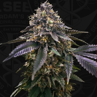 French Macaron (T.H.Seeds) Feminisiert
