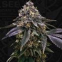 French Macaron (T.H.Seeds) Feminisiert