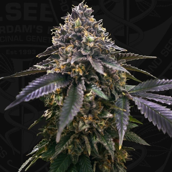 French Macaron (T.H.Seeds) Feminisiert