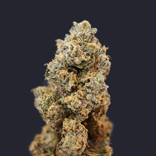 French Macaron (T.H.Seeds) Feminisiert