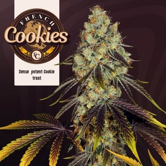 French Cookies (TH Seeds) Feminisiert