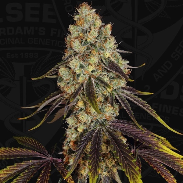 French Cookies (TH Seeds) Feminisiert