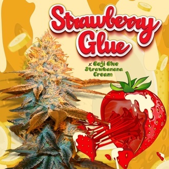 Strawberry Glue (T.H.Seeds) Feminisiert