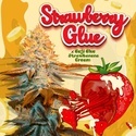 Strawberry Glue (T.H.Seeds) Feminisiert