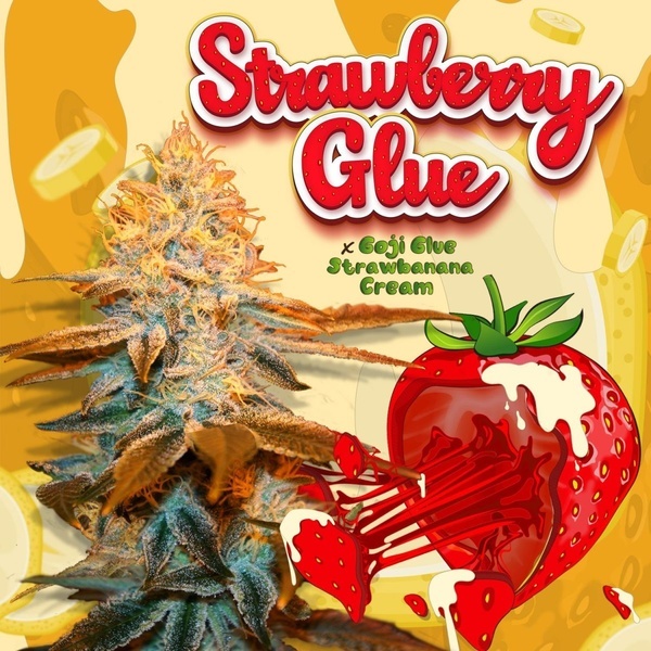 Strawberry Glue (T.H.Seeds) Feminisiert