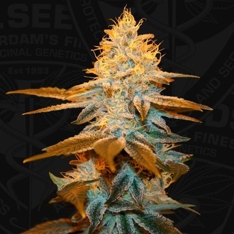 Strawberry Glue (T.H.Seeds) Feminisiert