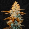 Strawberry Glue (T.H.Seeds) Feminisiert