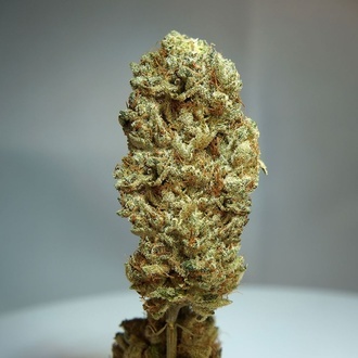 Strawberry Glue (T.H.Seeds) Feminisiert