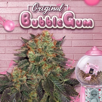 Bubblegum (T.H. Seeds) Feminisiert