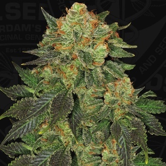 Bubblegum (T.H. Seeds) Feminisiert