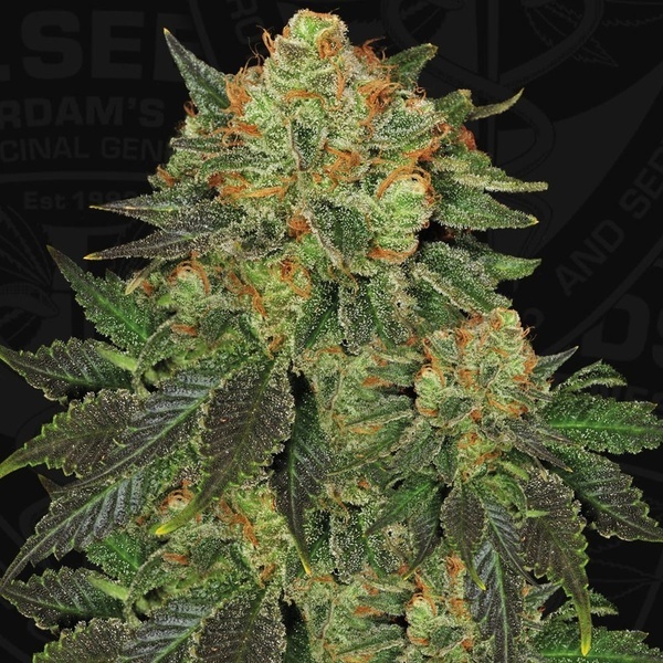 Bubblegum (T.H. Seeds) Feminisiert