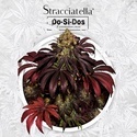 Stracciatella (T.H.Seeds) Feminisiert