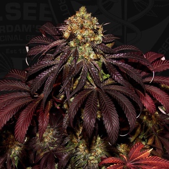 Stracciatella (T.H.Seeds) Feminisiert