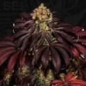 Stracciatella (T.H.Seeds) Feminisiert