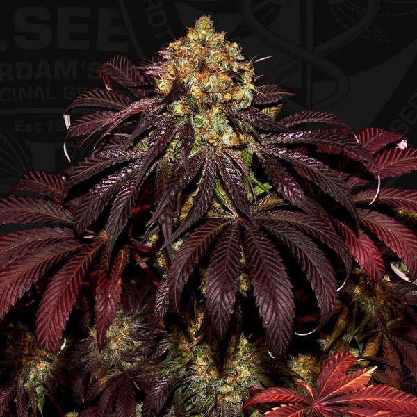 Stracciatella (T.H.Seeds) Feminisiert
