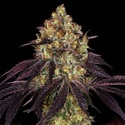 Stracciatella (T.H.Seeds) Feminisiert