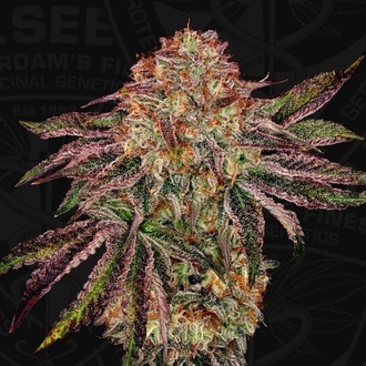 BubbleGummieZ (T.H. Seeds) Feminisiert