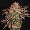 BubbleGummieZ (T.H. Seeds) Feminisiert