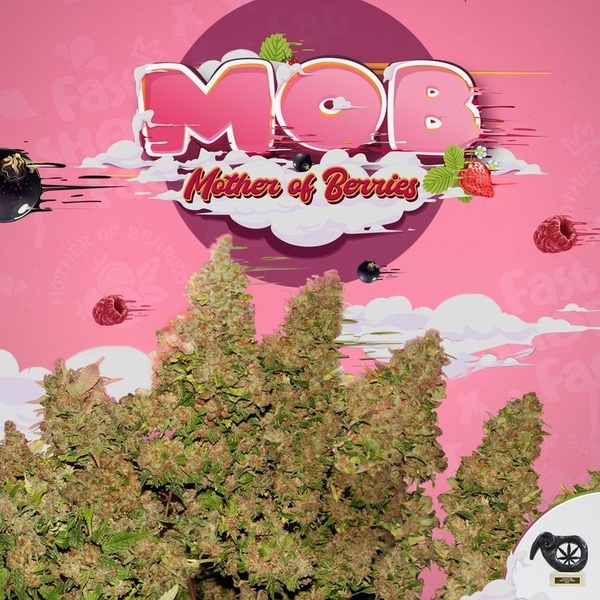 MOB (T.H. Seeds) Feminisiert