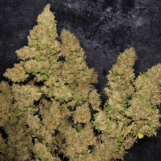MOB (T.H. Seeds) Feminisiert