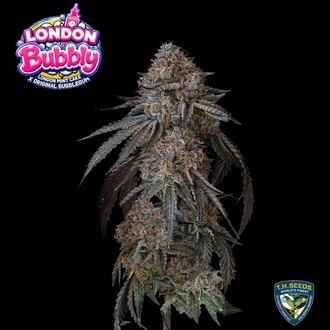 London Bubbly (T.H.Seeds) Feminisiert