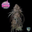 London Bubbly (T.H.Seeds) Feminisiert