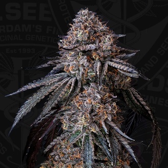 London Bubbly (T.H.Seeds) Feminisiert