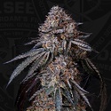 London Bubbly (T.H.Seeds) Feminisiert