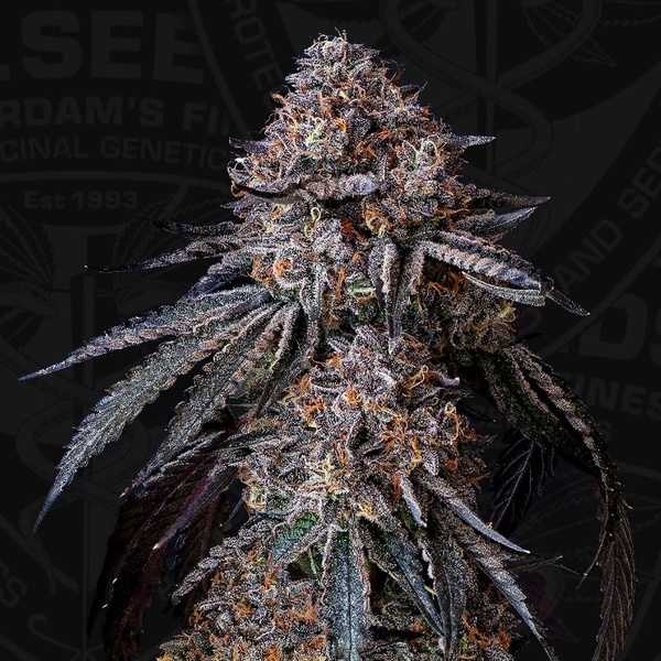 London Bubbly (T.H.Seeds) Feminisiert