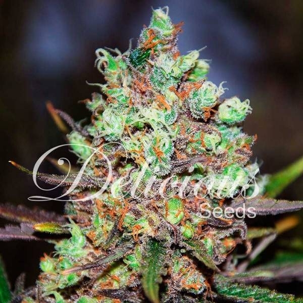 Choco Candy Feminisiert (Zambeza Seeds)
