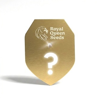 F1 Mystery Samen 1 (Royal Queen Seeds)