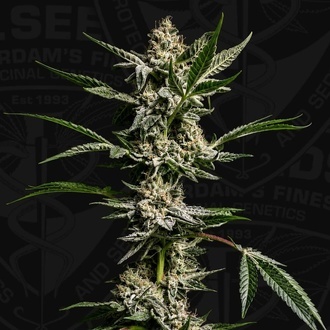 FireGum (T.H.Seeds) feminisiert