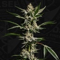 FireGum (T.H.Seeds) feminisiert