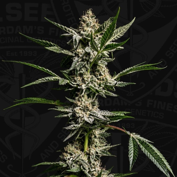 FireGum (T.H.Seeds) feminisiert