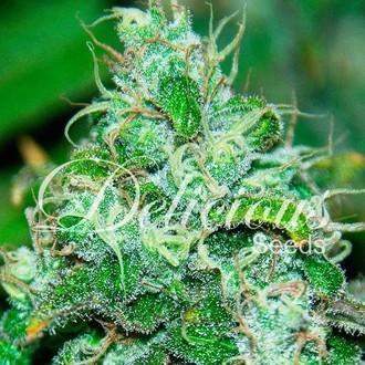 Fruity Chronic Juice (Delicious Seeds) feminisiert Fruity Chronic Juice (Delicious Seeds) feminisiert