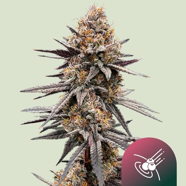 Gravity Berry F1 (Royal Queen Seeds) Feminisiert