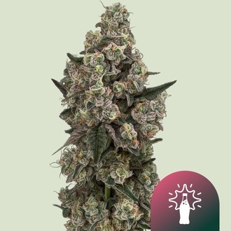 Supersoda F1 (Royal Queen Seeds) feminisiert