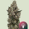 Supersoda F1 (Royal Queen Seeds) feminisiert