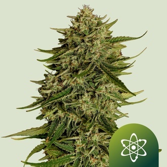 Quantum Terp F1 Automatic (Royal Queen Seeds) feminisiert