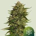 Quantum Terp F1 Automatic (Royal Queen Seeds) feminisiert