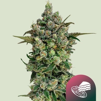 Dark Matter Cake F1 (Royal Queen Seeds) Feminisiert