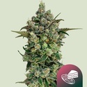 Dark Matter Cake F1 (Royal Queen Seeds) Feminisiert
