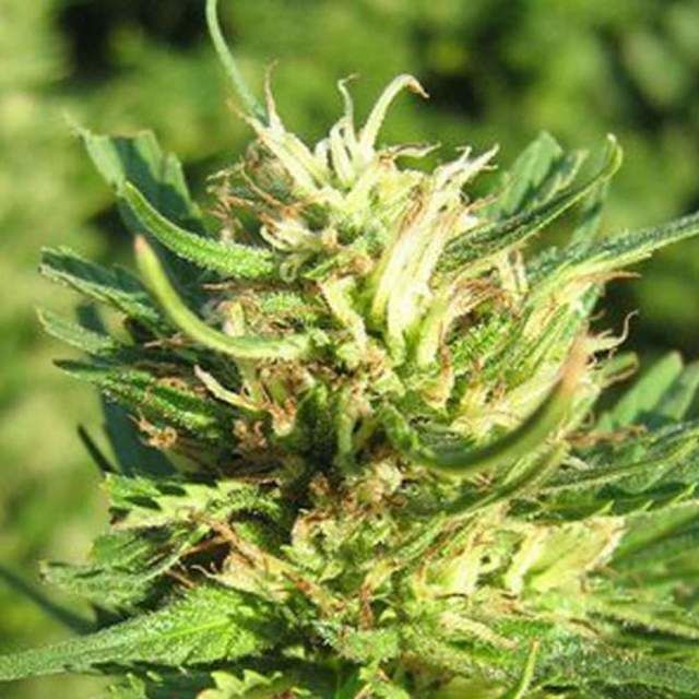 Lemonberry Haze Feminisiert (Seeds66)