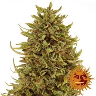 Pineapple Express Auto (Barney's Farm) feminisiert Pineapple Express Auto (Barney's Farm) feminisiert