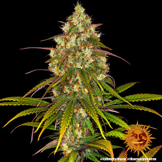 Liberty Haze (Barney's Farm) feminisiert Liberty Haze (Barney's Farm) feminisiert