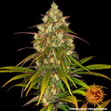 Liberty Haze (Barney's Farm) feminisiert