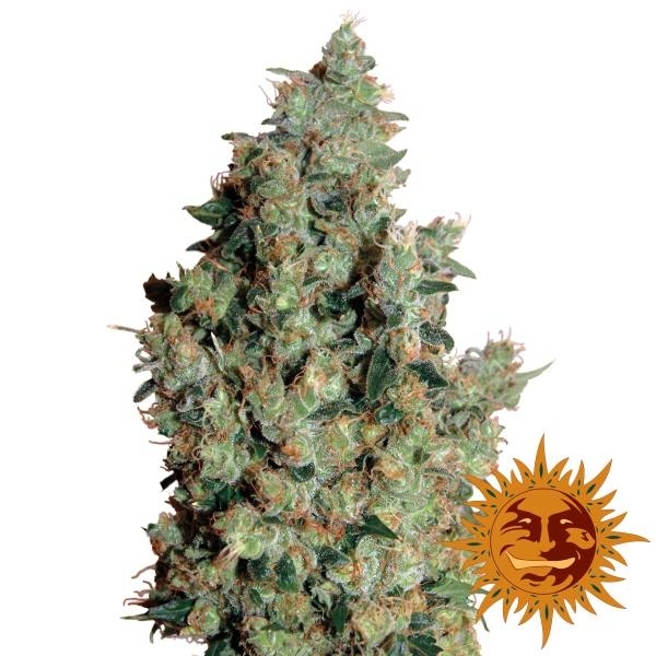 Tangerine Dream Feminisiert (Barney's Farm)