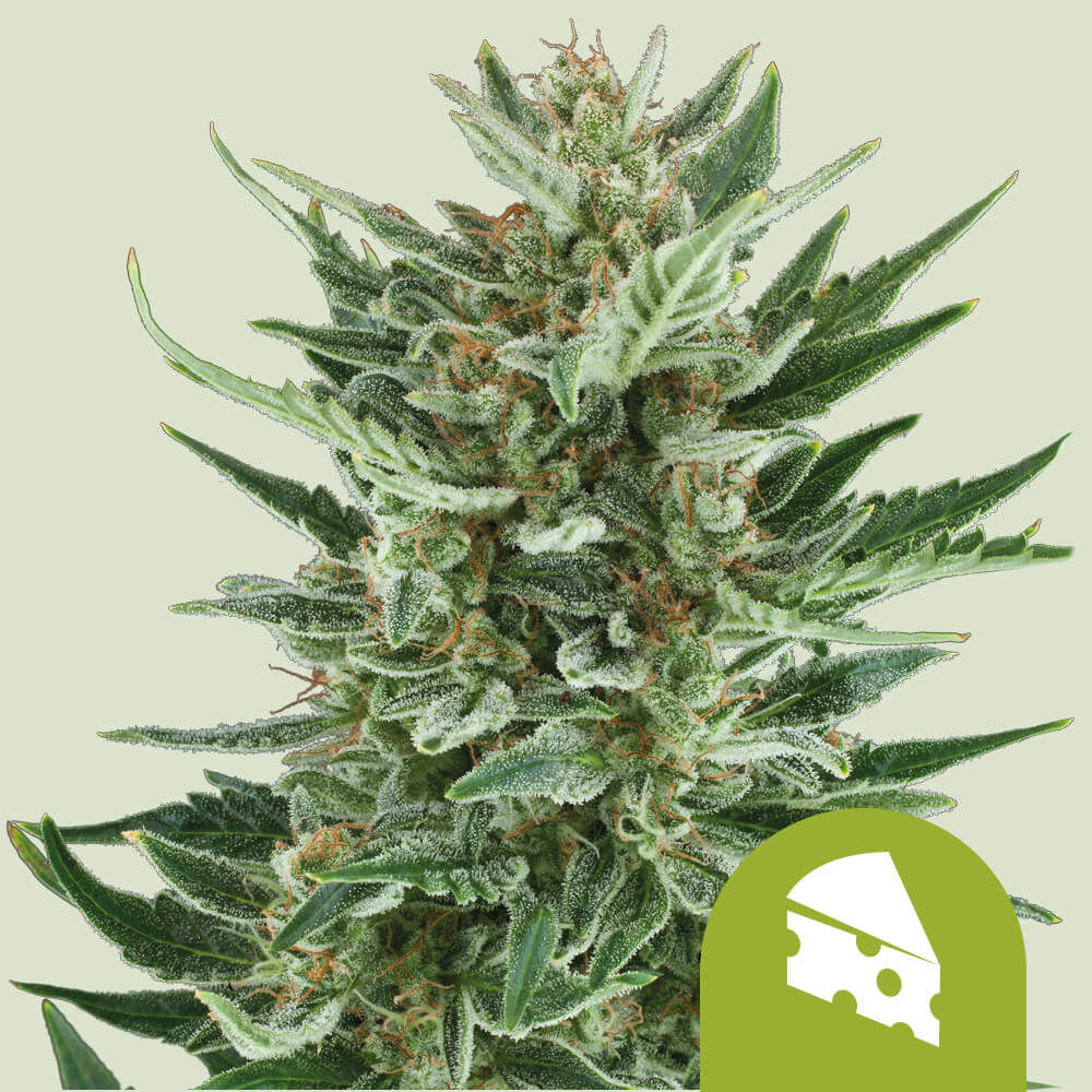Royal Cheese Auto (Royal Queen Seeds)