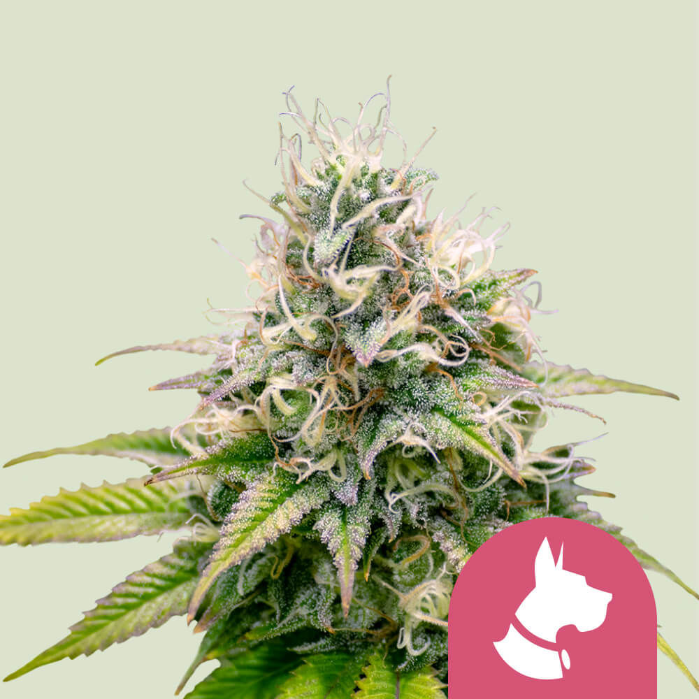 Kali Dog Feminisiert (Royal Queen Seeds)